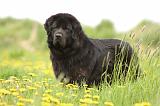 DOGUE DU TIBET 225